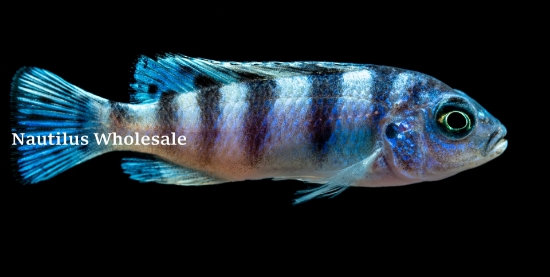 Picture of AFRICAN: MBUNA PS. KENNYI REG