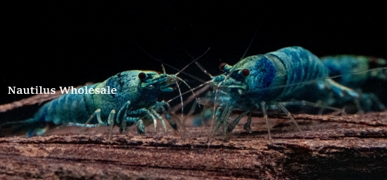 Picture of SHRIMP: BLUE BOLT (A) 