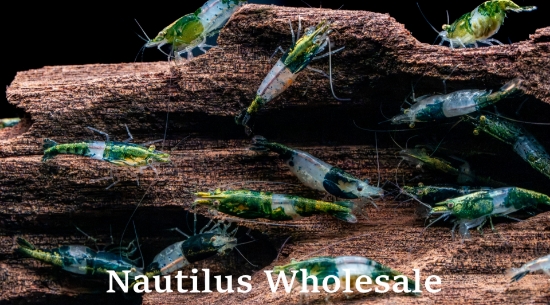 Picture of SHRIMP: GREEN RILI