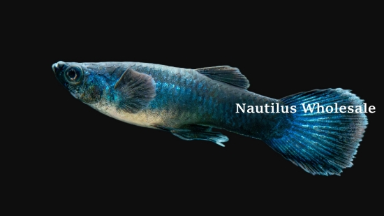 Picture of GUPPY: MOSCOW BLUE MALE