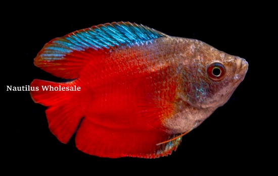 Picture of GOURAMI: RED FIRE MALE