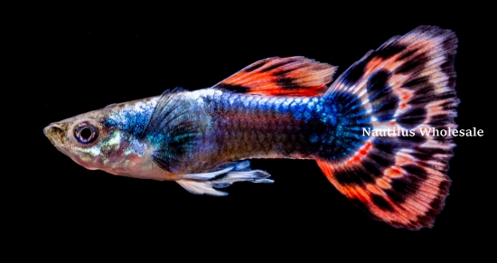 Picture of GUPPY: DUMBO EAR RED DRAGON MALE