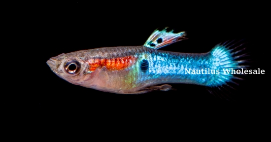 Picture of GUPPY: ENDLER JAPAN BLUE BOTTOM SWORDTAIL MALE