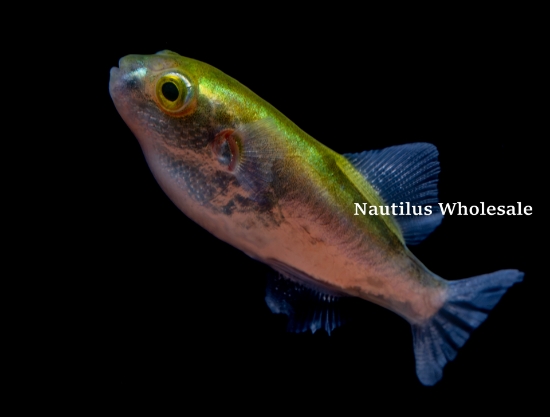 Picture of PUFFER: AVOCADO W.W.