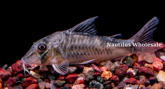 Picture of CORY: SEPTENRIONALIS