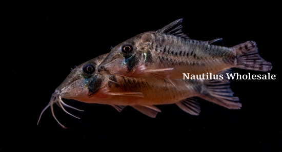 Picture of CORY: SIMULATUS