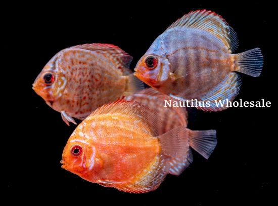 Picture of DISCUS: ASST 2" BANGKOK *ON SPECIAL*