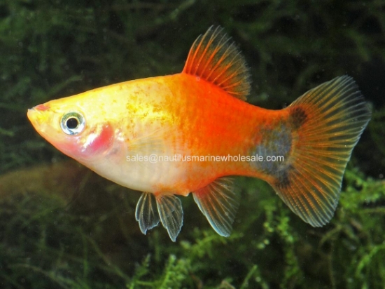 Picture of PLATY: M/M GOLD *24 COUNT FREE FISH*