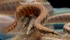 Picture of MISC: EEL ZIG ZAG