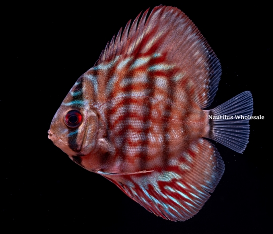 Picture of DISCUS: BLUE RING (FL Bred)