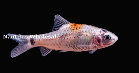Picture of BARB: GOLD TRICOLOR