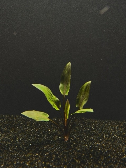 Picture of CRYPTOCORYNE: WENDTII TROPICA MD