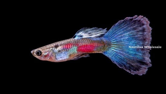 Picture of GUPPY: BLACK RIMMED DAMSEL