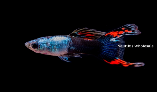 Picture of GUPPY: SILVER DOOR BLACK LYRETAIL