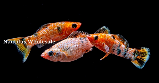 Picture of MOLLY: TRI COLOR 